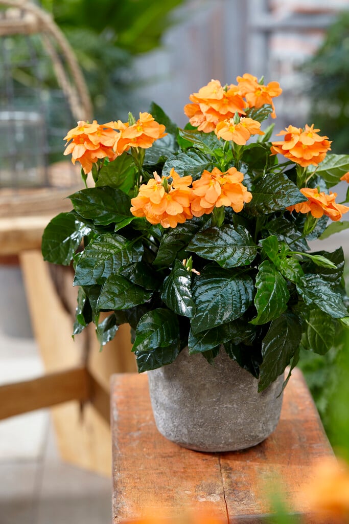 <i>Crossandra</i> <i>infundibuliformis</i> 'Fortuna'