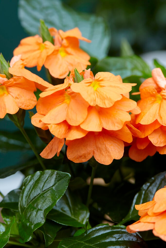 <i>Crossandra</i> <i>infundibuliformis</i> 'Fortuna'