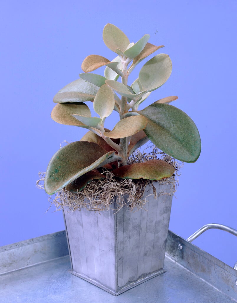 <i>Kalanchoe</i> <i>orgyalis</i>