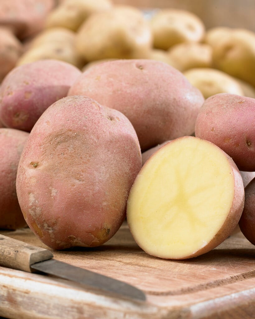 potato 'Mozart'