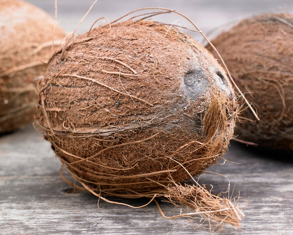 coconut