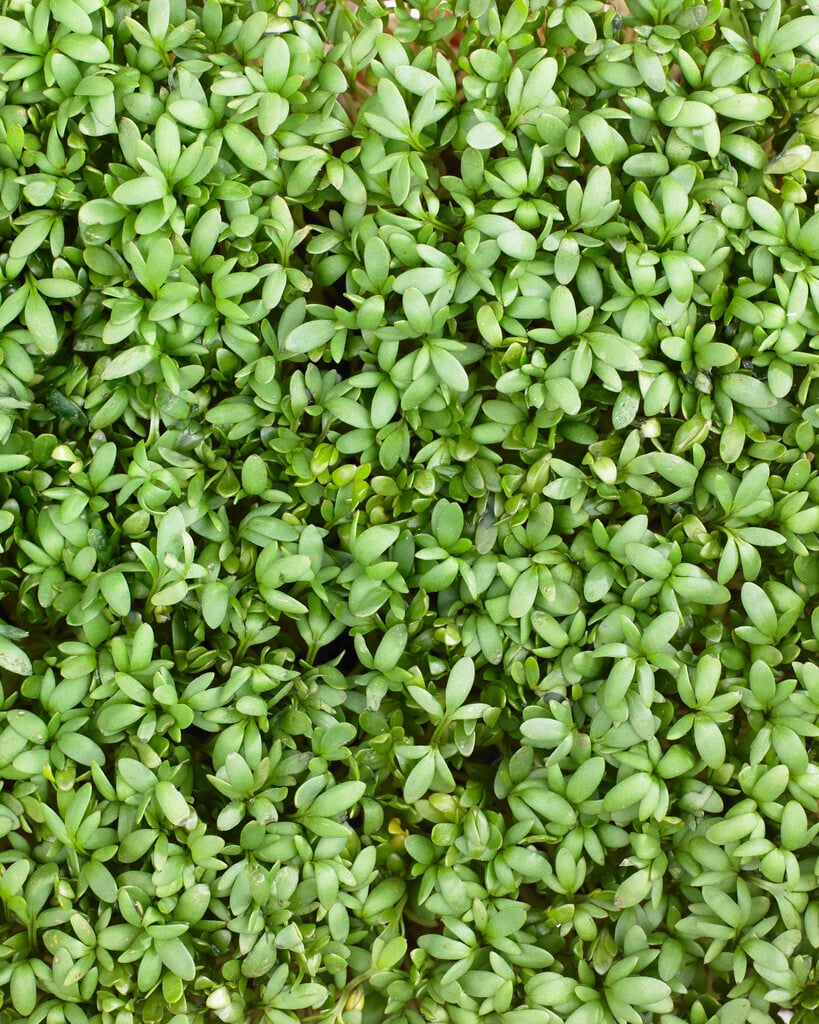 garden cress