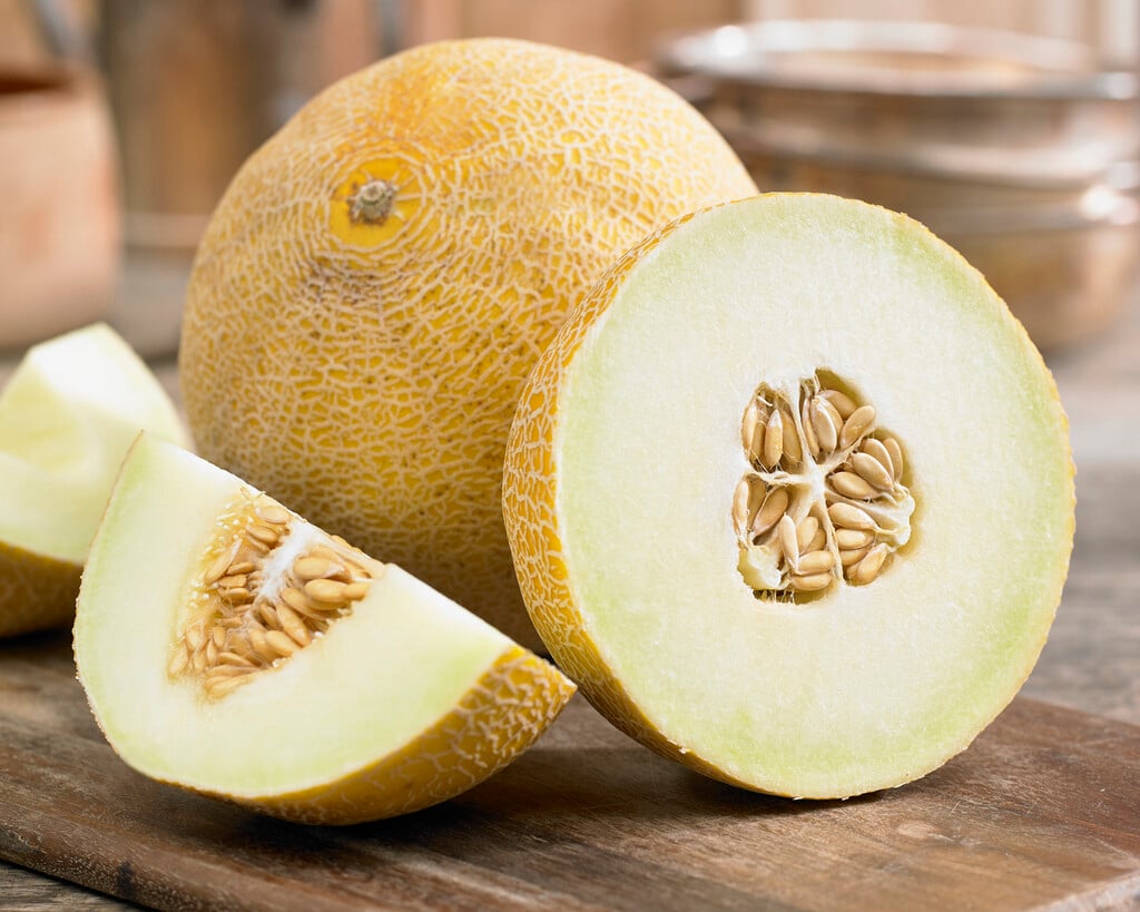 melon 'Galia'
