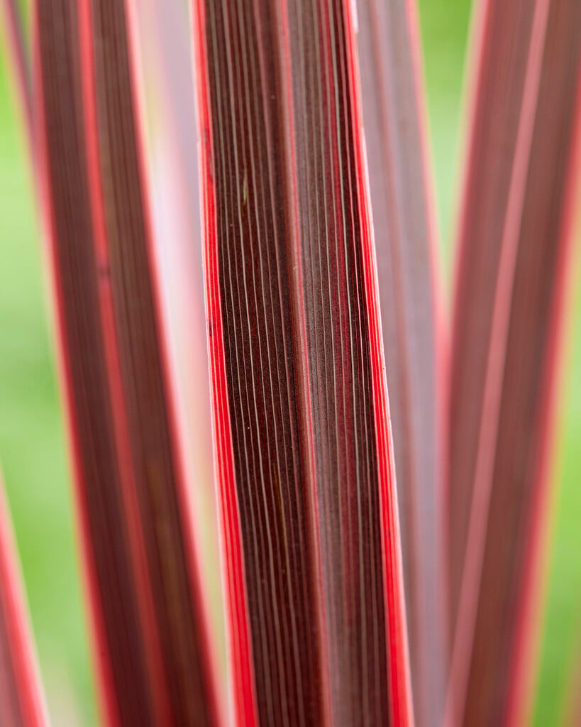cabbage palm [Charlie Boy]