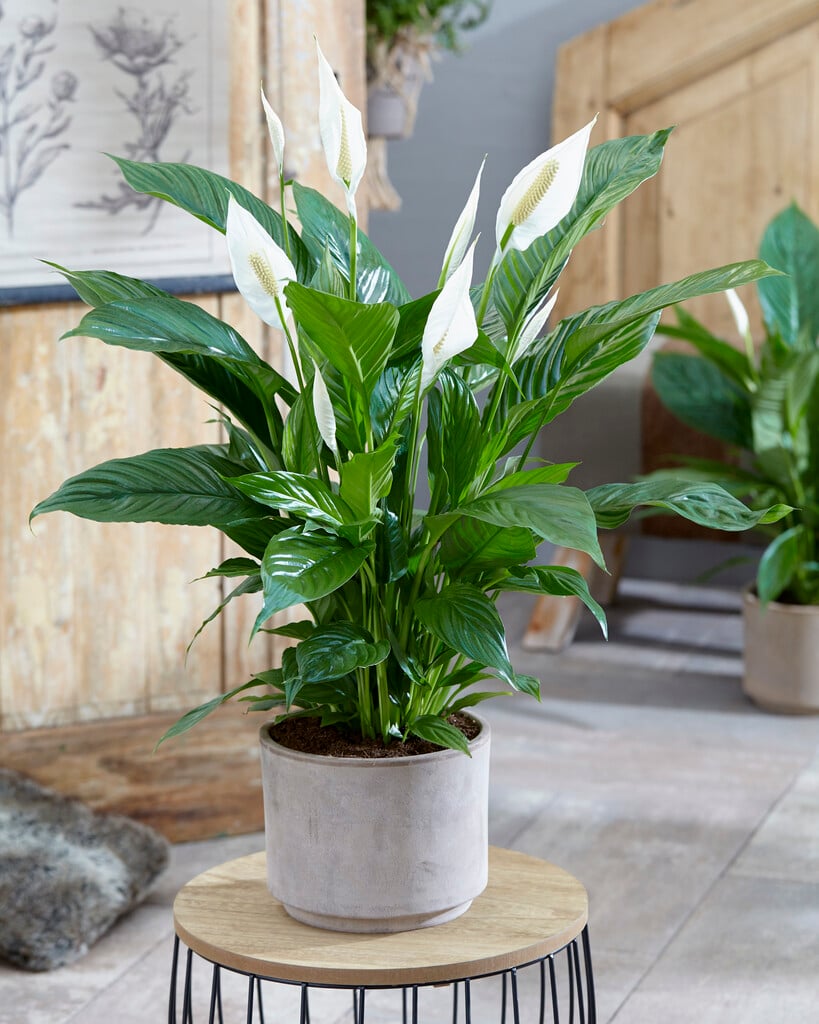 peace lily 'Vivaldi'