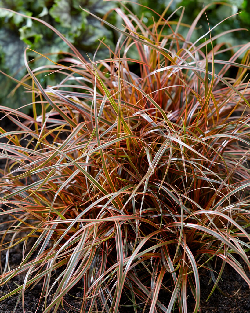 red hook sedge 'Belinda's Find'