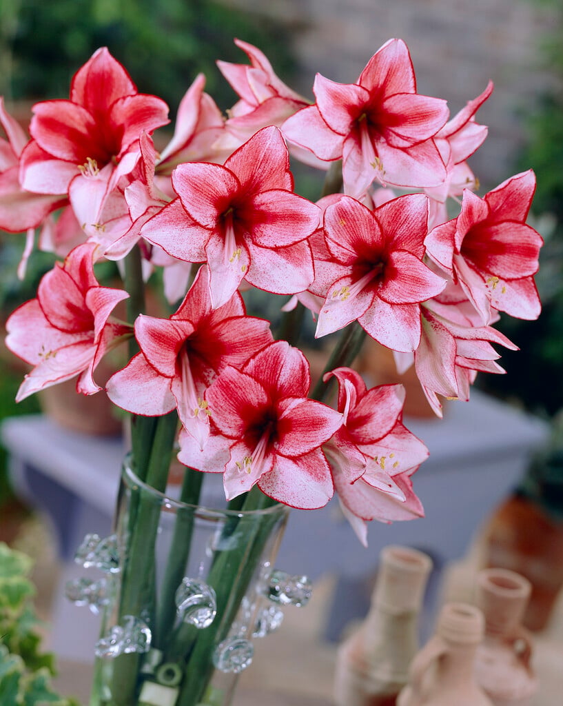amaryllis 'Charisma'