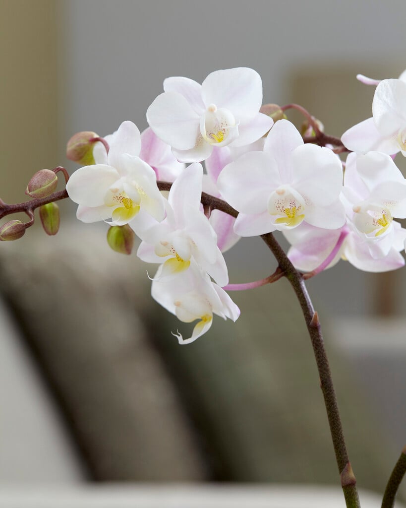 moth orchid 'Blush Pink Wild Orchid'