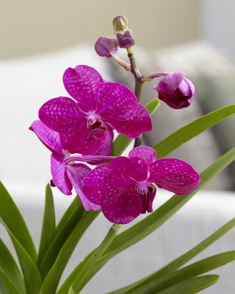 <i>Vanda</i> 'Tayanée Cerise'