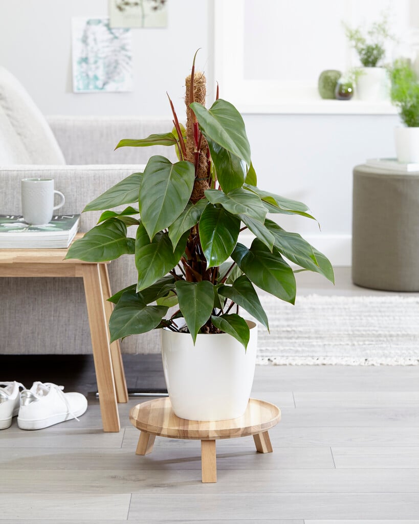 <i>Philodendron</i> <i>erubescens</i> 'Red Emerald'