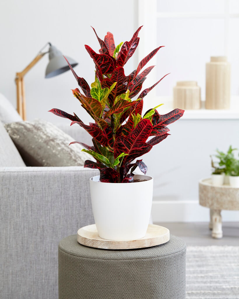 <i>Codiaeum</i> <i>variegatum</i> var. <i>pictum</i> 'Excellent' (v)