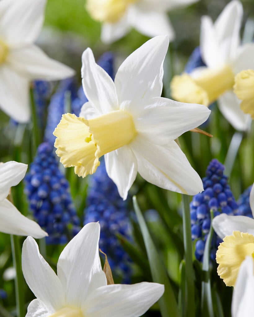 daffodil 'Toby the First'
