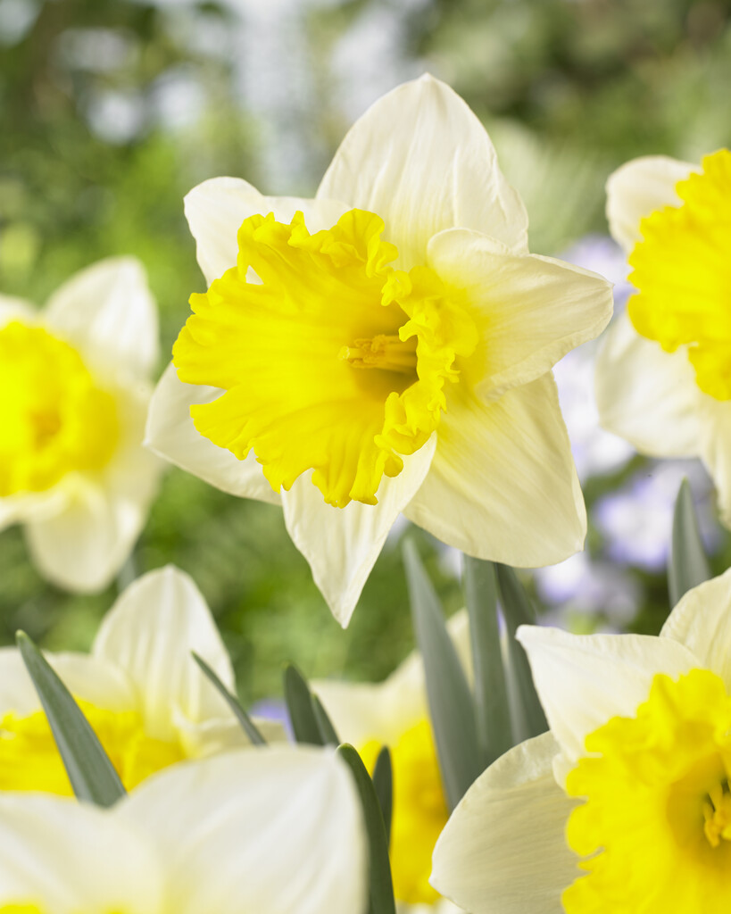 Narcissus &Las Vegas& (1) | Bulbs/RHS Gardening