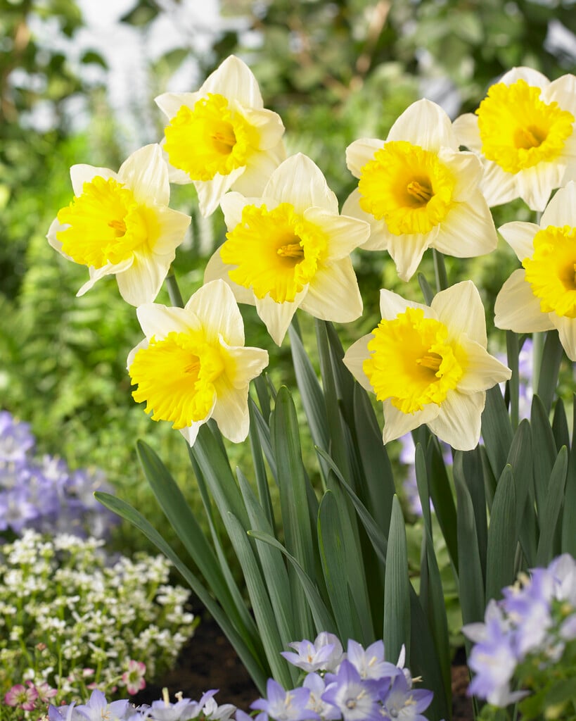 daffodil 'Las Vegas'