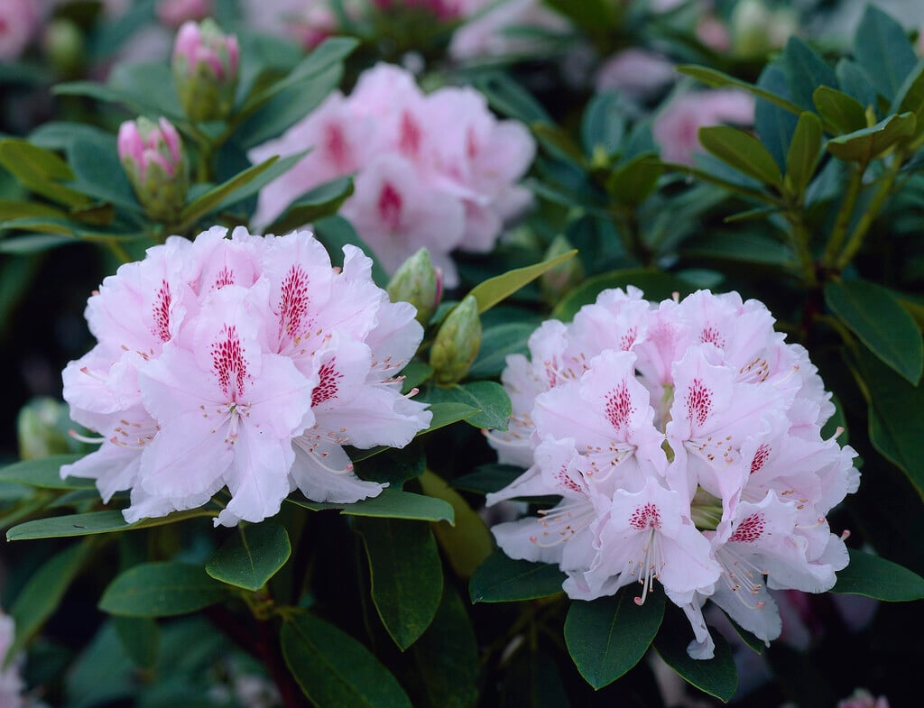 rhododendron 'Azuma-kagami'