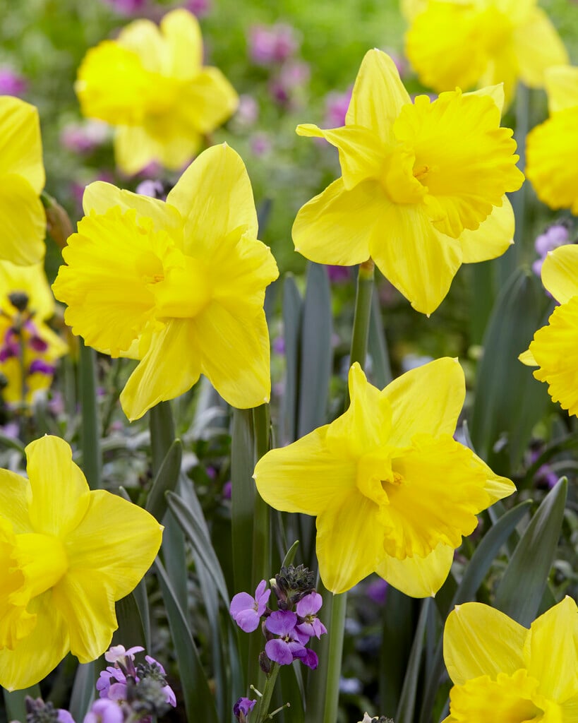 daffodil 'Exception'