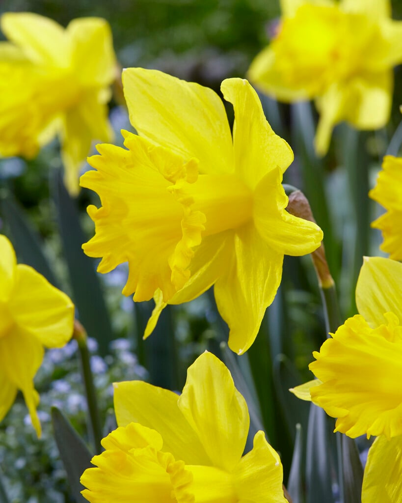 daffodil 'Golden Harvest'