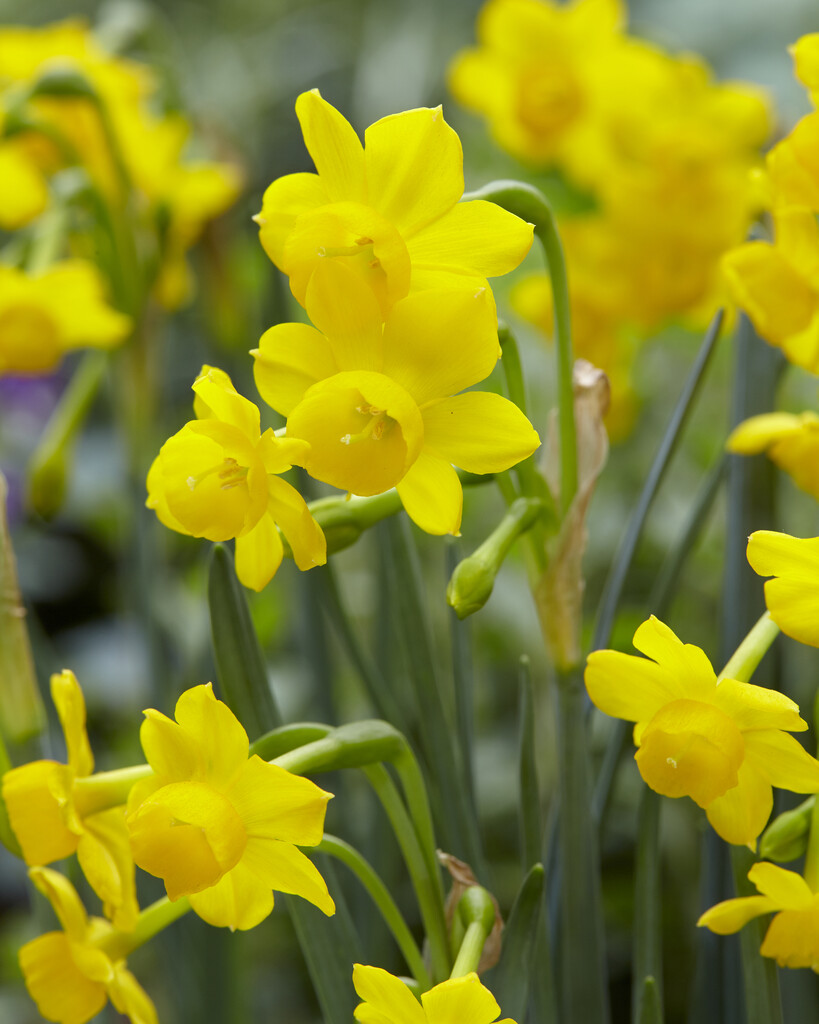 daffodil 'Little Oliver'