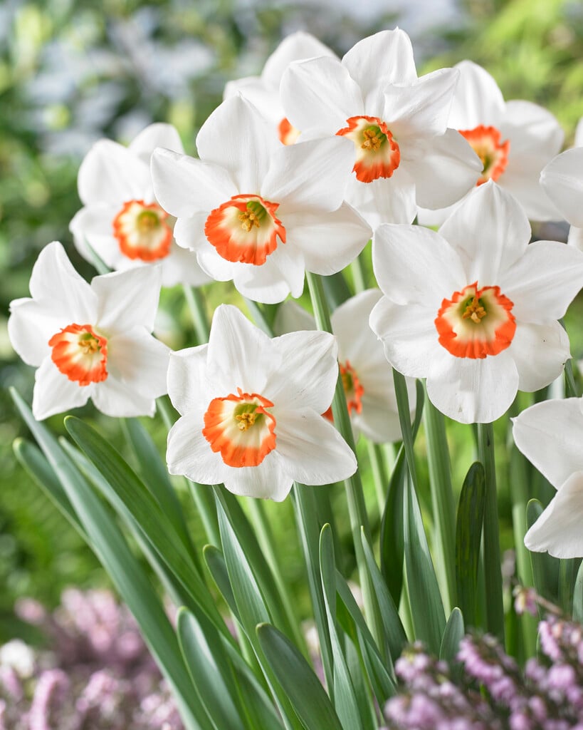daffodil 'Colin's Joy'