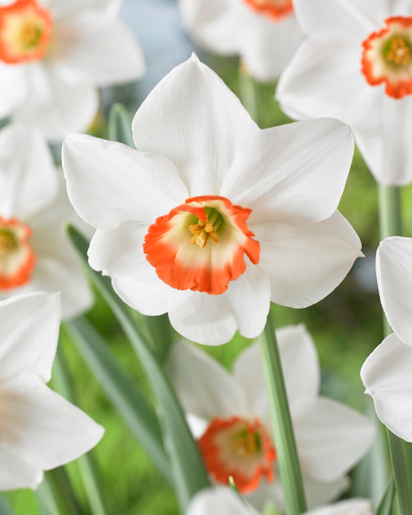 daffodil 'Colin's Joy'