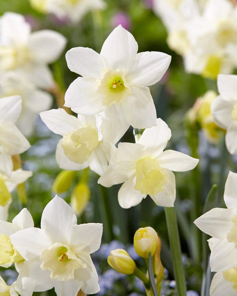 daffodil 'Pueblo'
