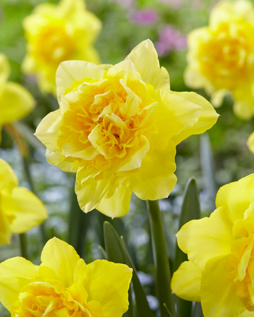 daffodil 'Dick Wilden'