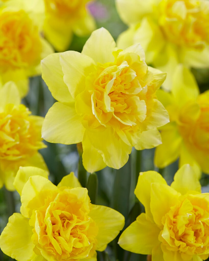 daffodil 'Dick Wilden'