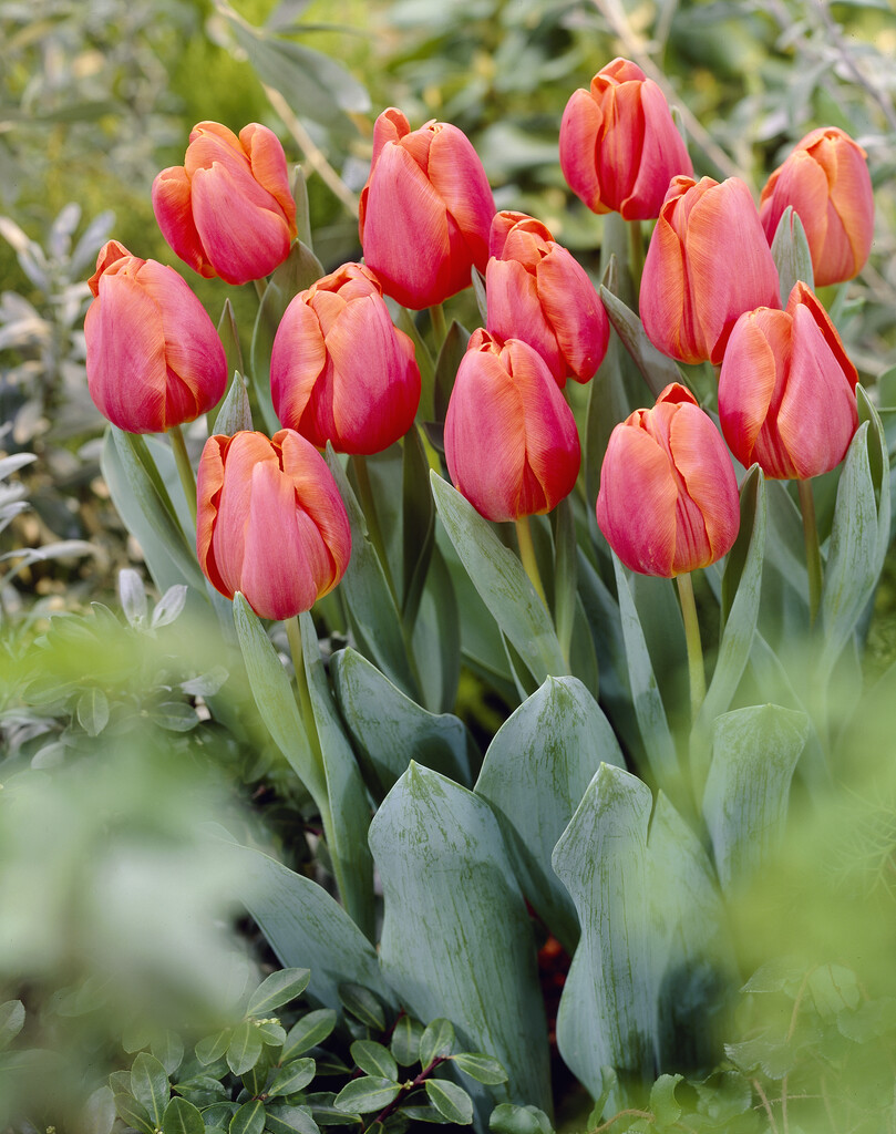 tulip 'Jimmy'