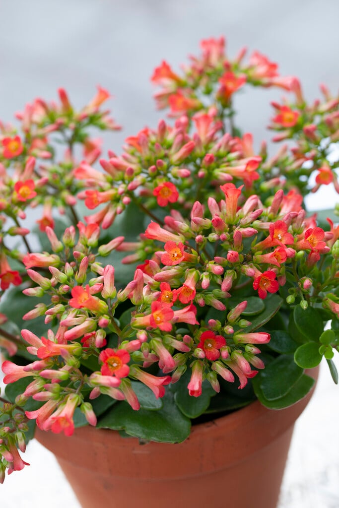 <i>Kalanchoe</i> 'Mirabella'