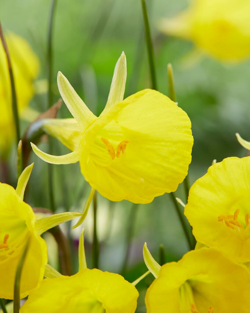 daffodil 'Casual Elegance'