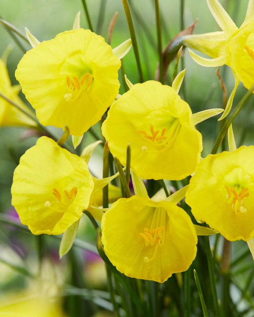 daffodil 'Casual Elegance'