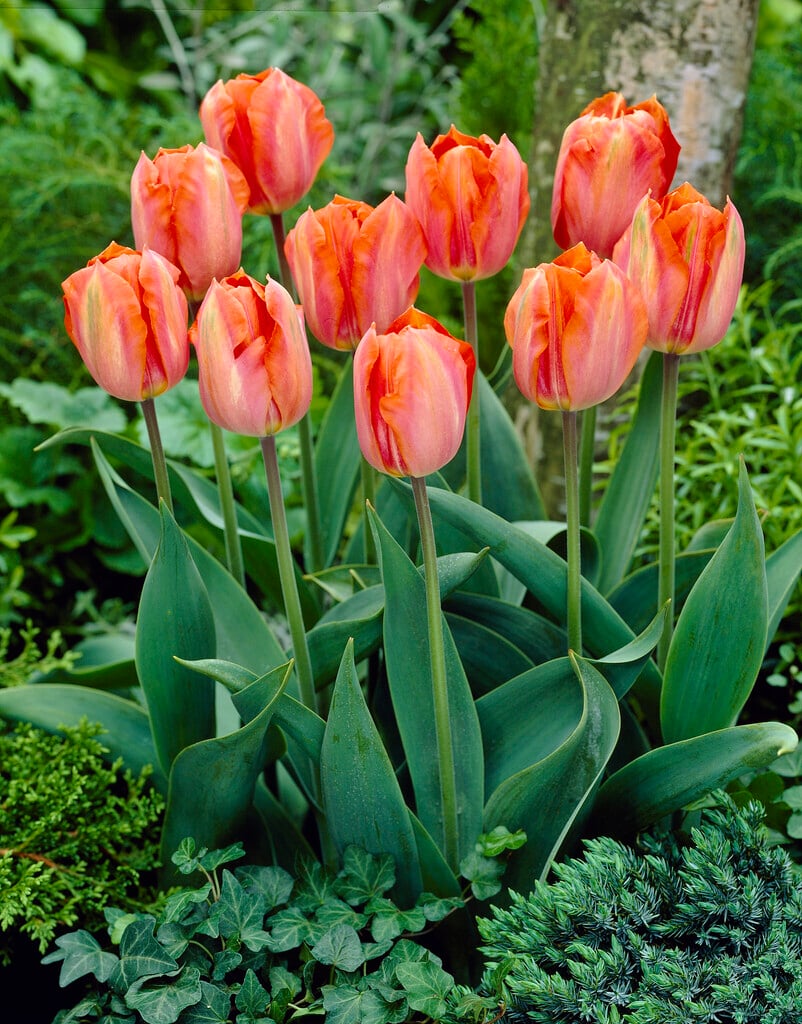 tulip 'Amazone'