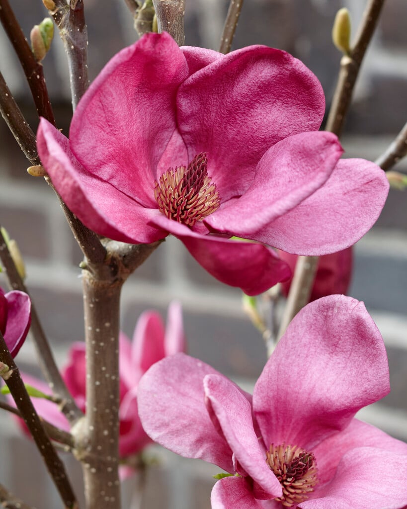 magnolia 'Genie'