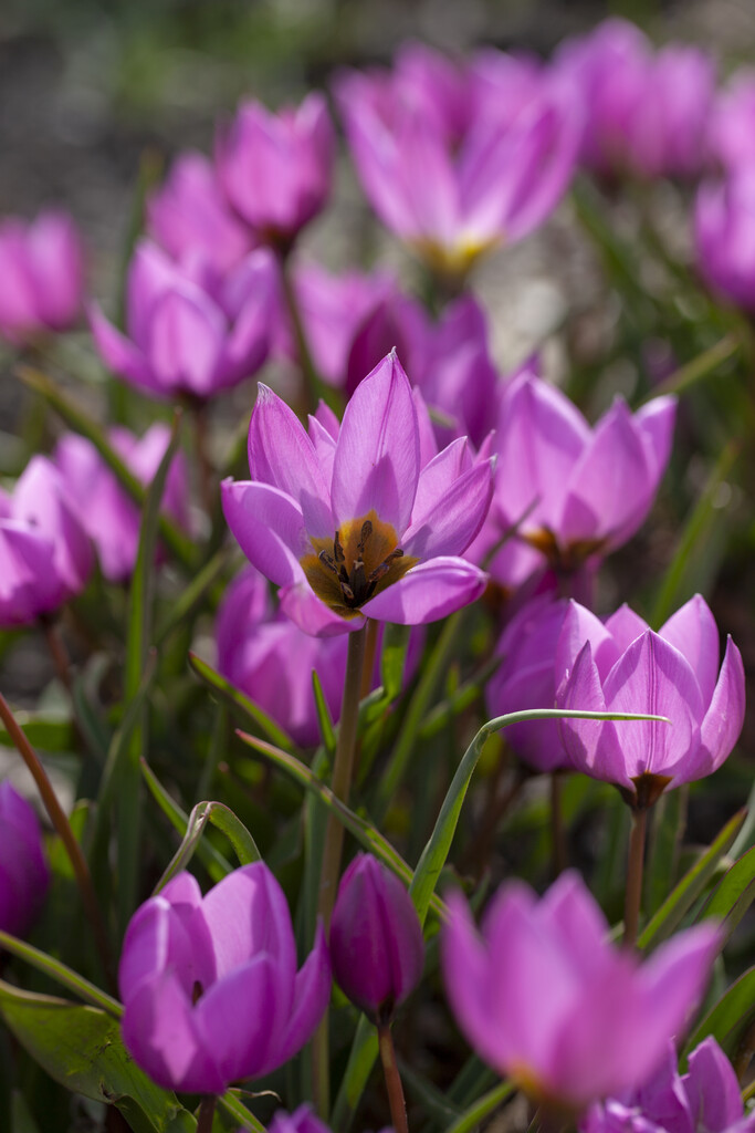tulip 'Helene'