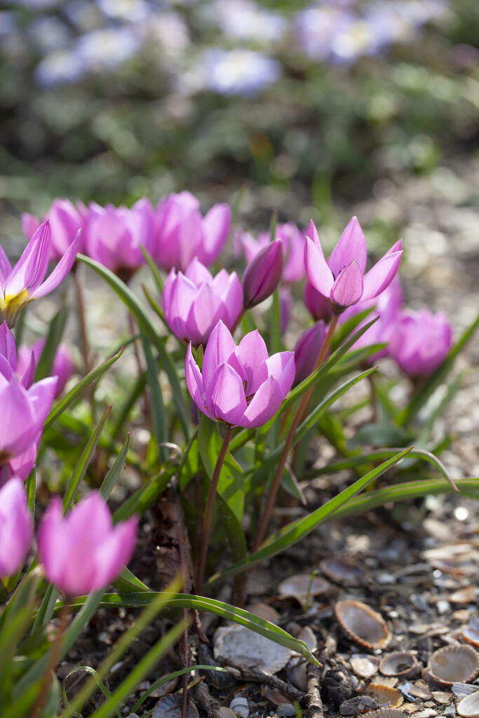 tulip 'Helene'