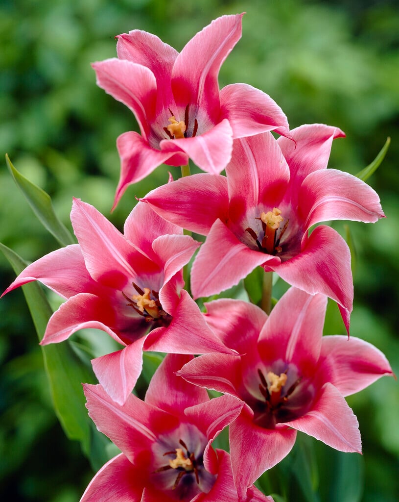 tulip 'Yonina'