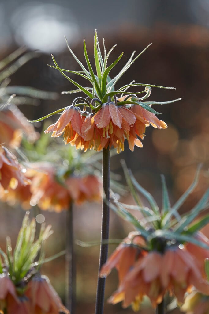 <i>Fritillaria</i> <i>imperialis</i> 'Brahms' (Rascal Series)