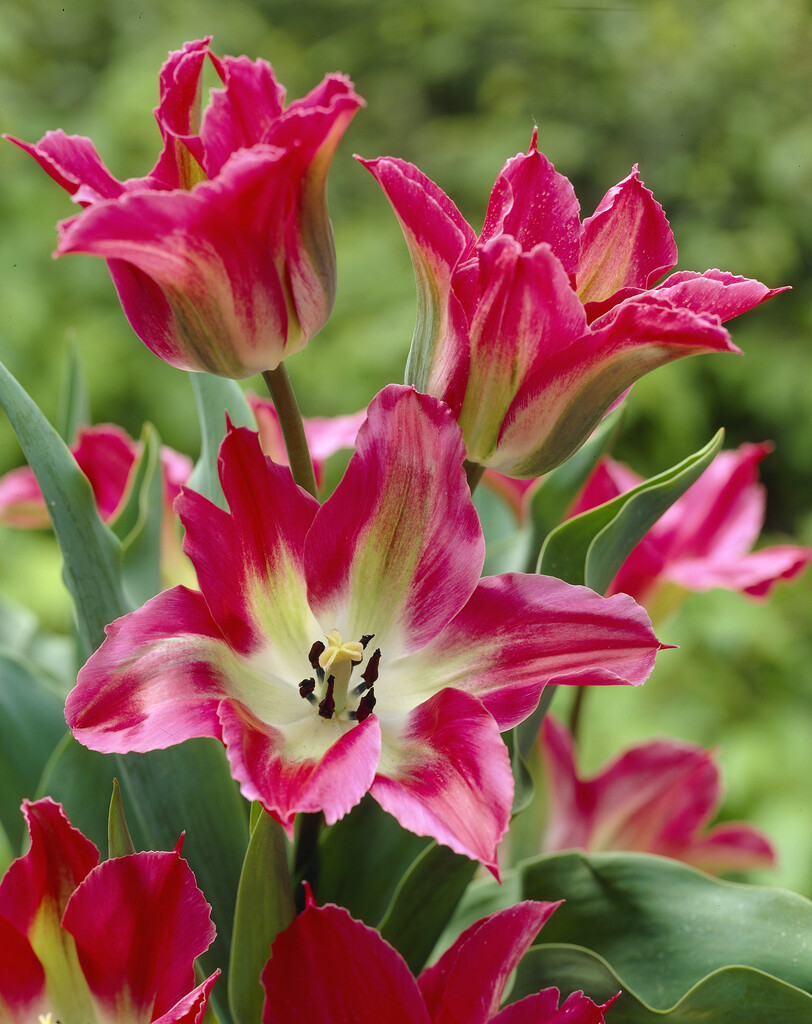 tulip 'Green Village'