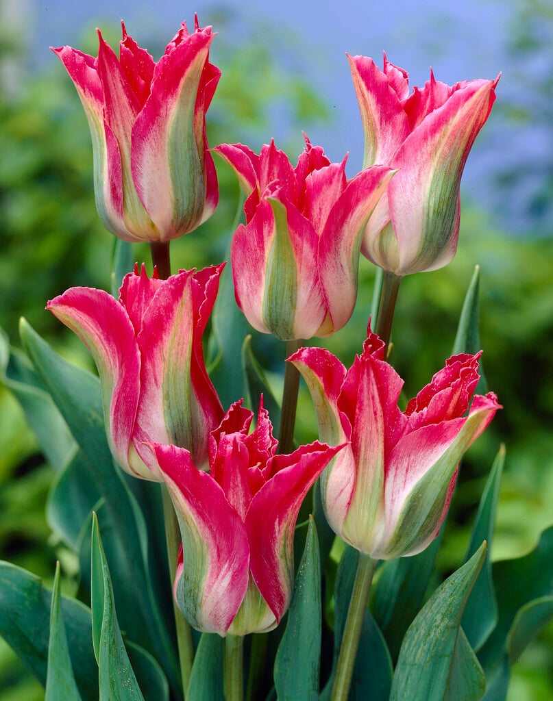 tulip 'Green Village'