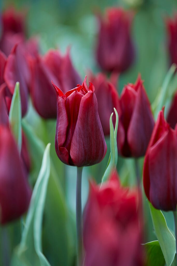 tulip 'Lasting Love'