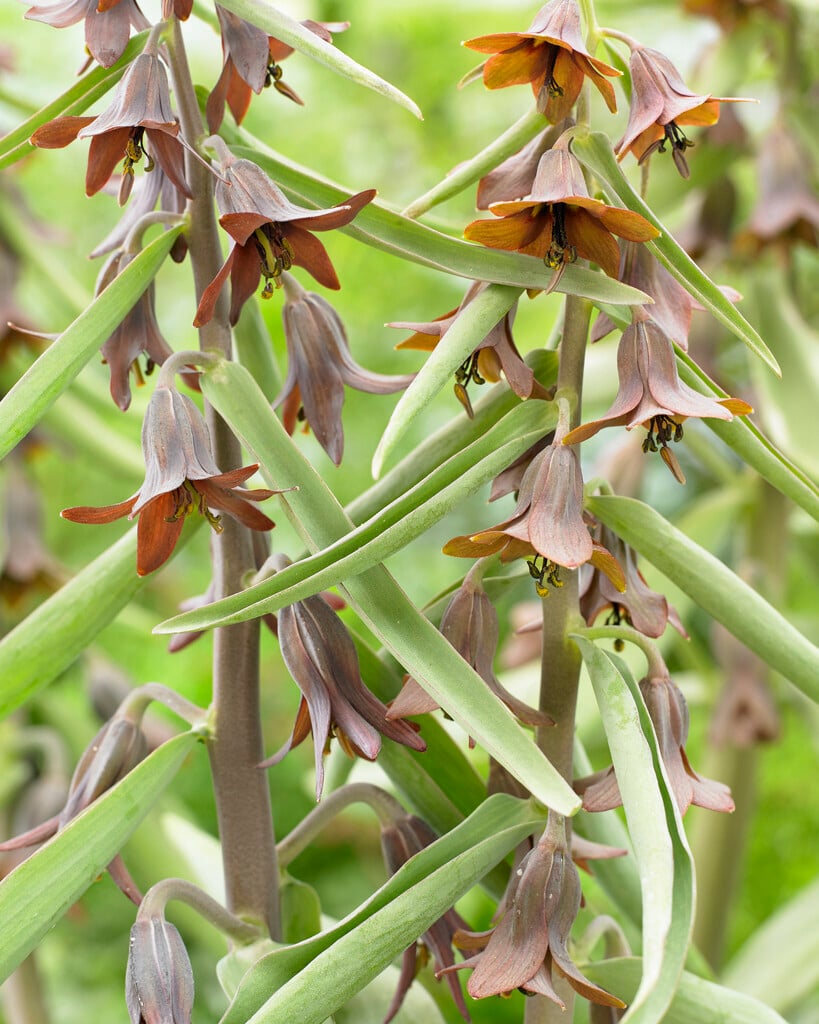 Sewerzow’s fritillary