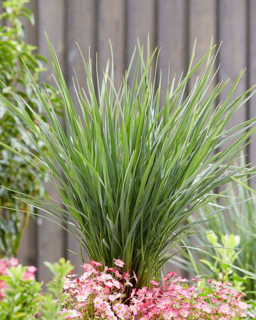 flax lily 'Allyn Citation'