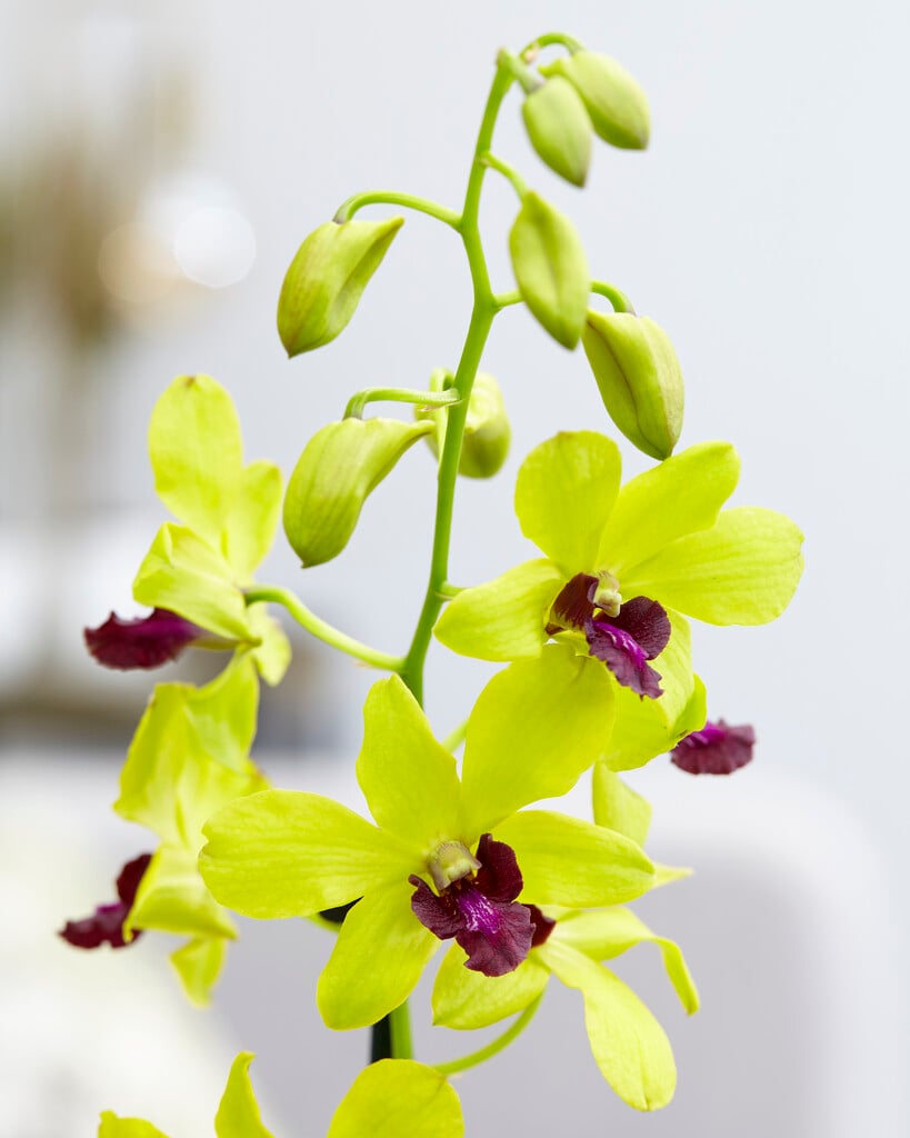 <i>Dendrobium</i> 'Anna Green'