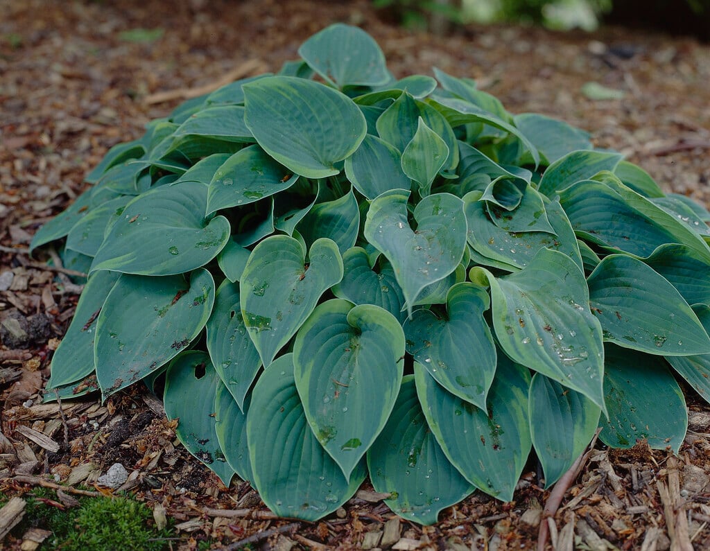 plantain lily 'Abby'