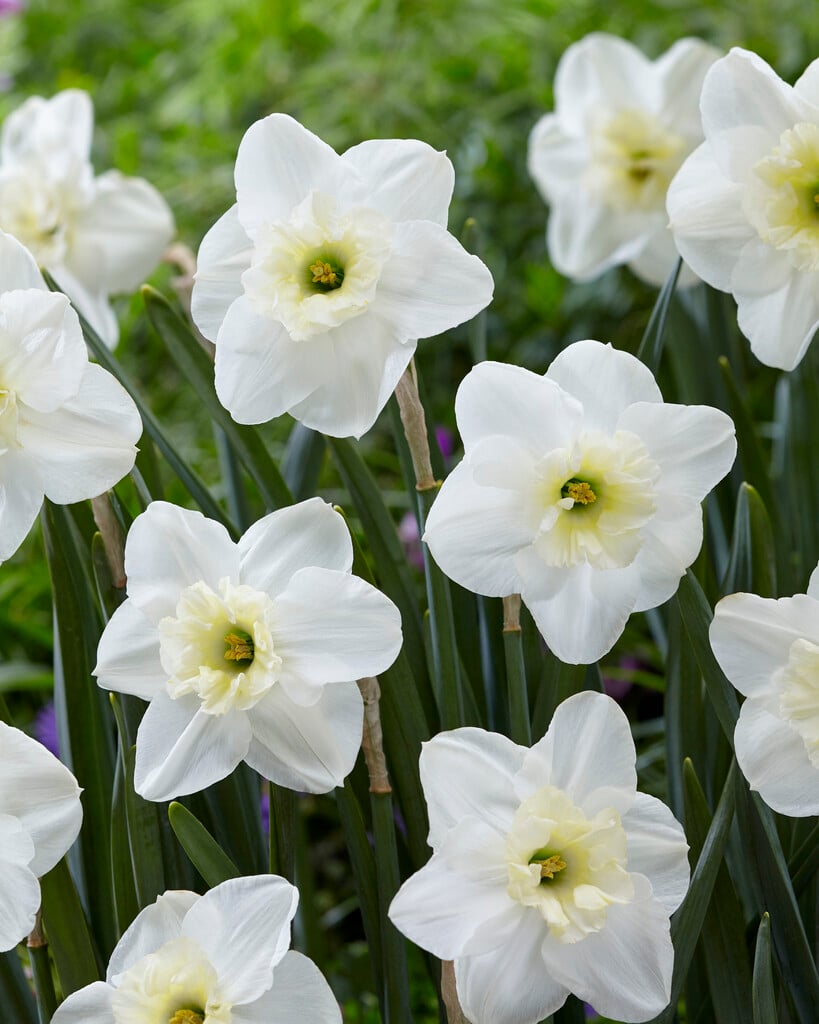 daffodil 'Papillon Blanc'