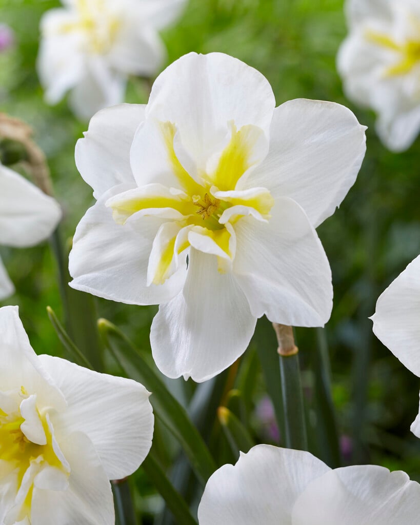 daffodil 'Lemon Beauty'