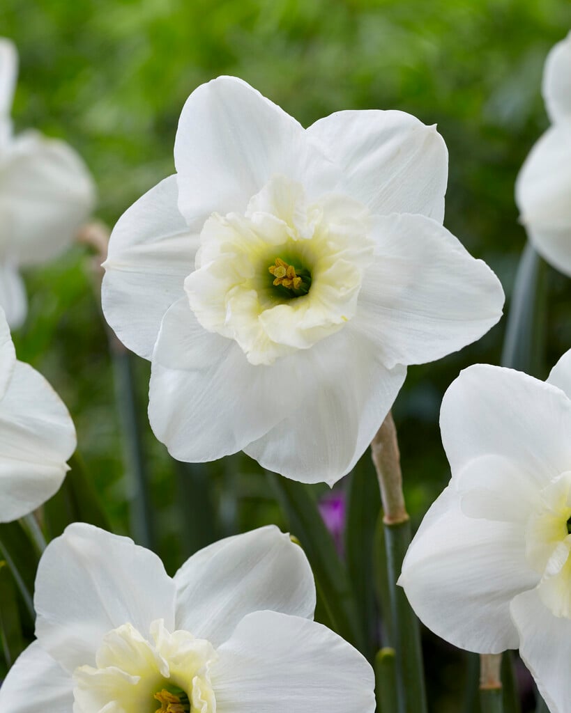 daffodil 'Papillon Blanc'