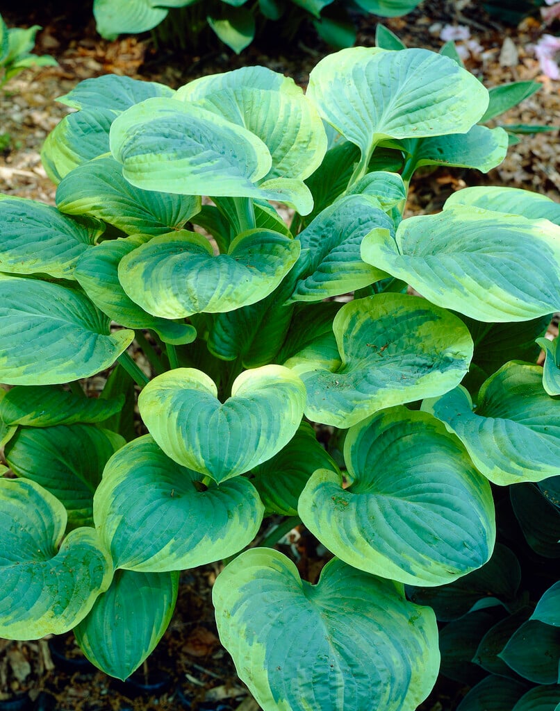 plantain lily 'El Capitan'