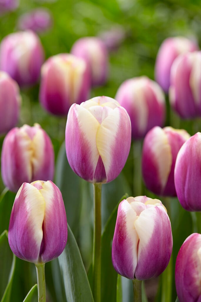 tulip 'Atlantis'