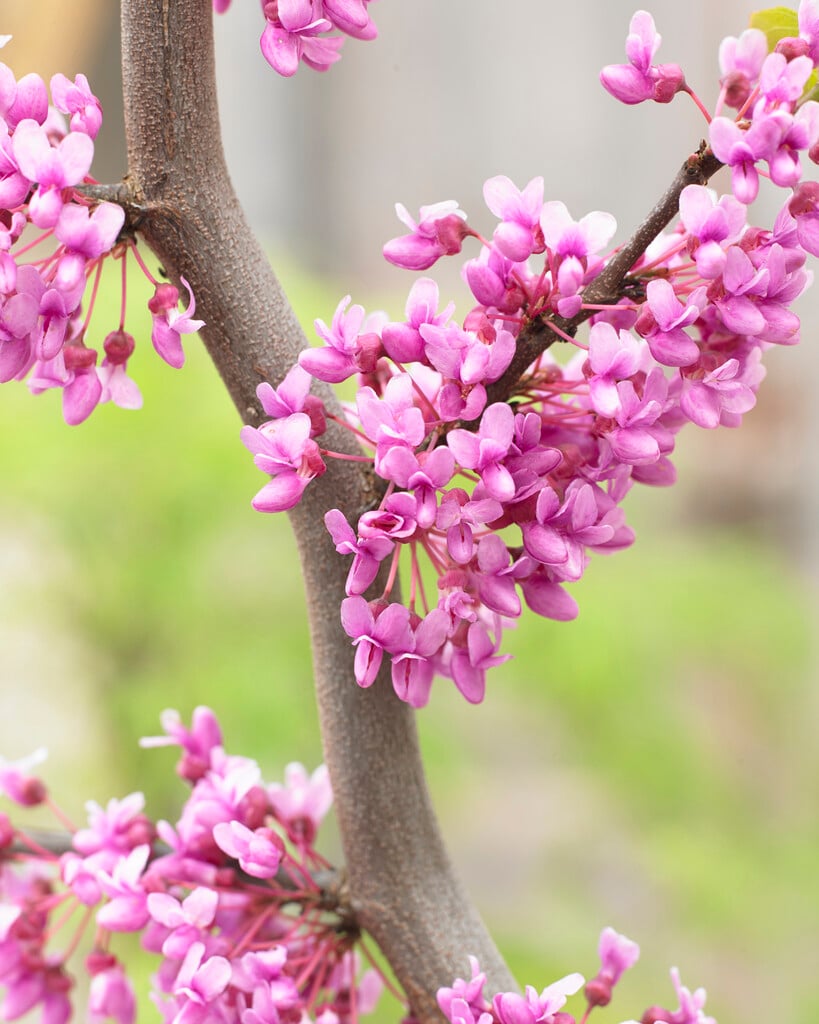 eastern redbud 'Ruby Falls'